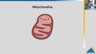 BIOL201 Ch73  Oxidation of Pyruvate and the Citric Acid Cycle  OpenStax Biology [upl. by Aicnatsnoc]