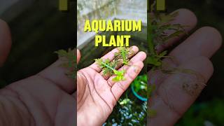 Hygrophila difformis shortvideo aquarium fish shortvideo hindi viralvideo sdaqua2381 [upl. by Bremser495]