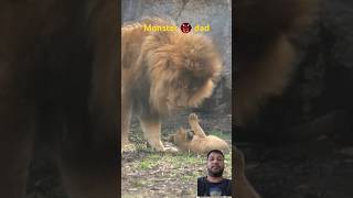 Monster dad for his own son viralvideo shortsfeed animals shortvideo safari nature lion [upl. by Eniron]