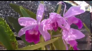 Orkid di laman August 2024 orchids  Norehan Othman [upl. by Eizeerb]