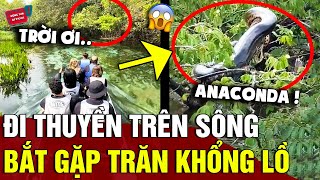 Cận cảnh 1 con trăn ANACONDA đang nằm PHƠI MÌNH trên thân cây khiến ai xem cũng HÃI HÙNG  Động Tiin [upl. by Soilisav505]