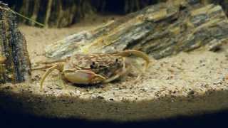 Tanganyika  Plathythelpusa sp  Altolamprologus Compressiceps quotSumbu Shellquot  Synodontis Petricola [upl. by Leilamag]