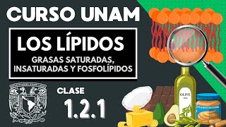 🌱 LÍPIDOS  Moléculas orgánicas  CURSO UNAM  Grasas saturadas insaturadas fosfolípidos [upl. by Nahn]