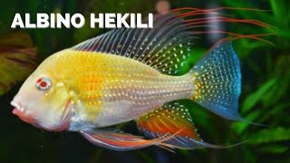 Very Rare And Beautiful Albino Heckelii Fish [upl. by Missie]