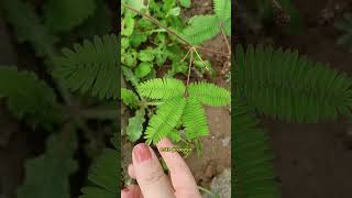 Planta Mimosa plants plant nature [upl. by Judenberg]