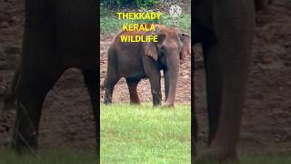 THEKKADY WILDLIFE KERALA shorts ytshortstravel travelfreakmk [upl. by Nuawaj16]