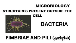 Fimbriae amp Pili  Structures present outside the cell  Bacteria  Tamil [upl. by Akcired651]