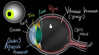 Parts of the eye  Human eye amp the colourful world  Khan Academy [upl. by Esile875]