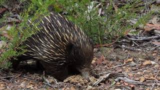 The chaotic world of echidna feeding [upl. by Turmel919]