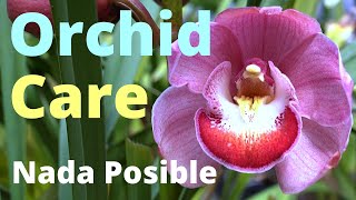 Ultimate Orchid Care Guide XV🌺🌿 2024 more excitement [upl. by Letti525]