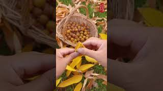 58 Pick up soapnuts and make bracelets worry free handmade  soapberry bracelets 新知creator [upl. by Miuqaoj64]