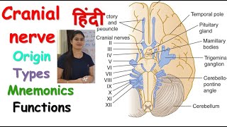 Cranial Nerves in Hindi  Origin  Types  Mnemonics  Functions  RajNEET Medical Education [upl. by Neeloj]