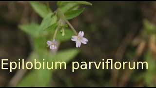 Epilobium parviflorum [upl. by Ellinnet]