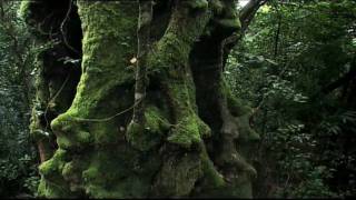 Rainforest Beneath the Canopy Part 01 [upl. by Maxim]