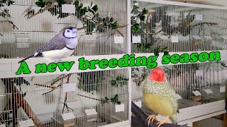 Step by Step Conditioning the Finches Bird Breeding Diaries 1 [upl. by Htaeh574]