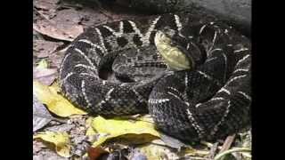 Bothrops asper  terciopelo o barba amarilla [upl. by Aliber859]