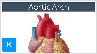 Aortic Arch Anatomy Branches Function amp Definition  Kenhub [upl. by Mancino]