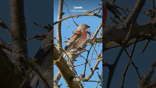 Quick facts about the Linnet  Bird Sounds shorts [upl. by Anwad475]