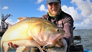 Brisbane River Threadfin Salmon [upl. by Vachell]