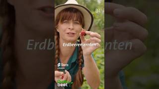 Erdbeeren ernten garten erdbeeren ernten selbstversorger erntezeit erdbeerzeit [upl. by Chute]