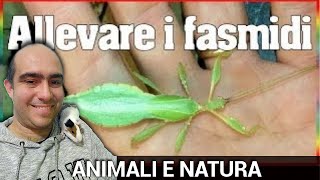 Come allevare fasmidi gli insetti stecco e insetti foglia animali curiosi da guardare e studiare [upl. by Lenoj154]