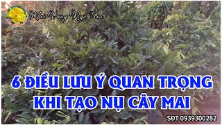 6 điều lưu ý quan trọng khi tạo nụ cho cây mai vàng [upl. by Acisse854]