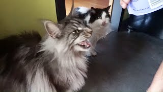 Maine coon cat Hélios meows meows his 𝗖𝗮𝘁𝗶𝘀𝗳𝗮𝗰𝘁𝗶𝗼𝗻𝘀 [upl. by Nevaj]