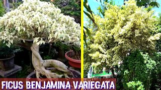 Mengenal Beringin Putih  Ficus Benjamina Variegata  Bahan Bonsai Yang Cantik [upl. by Kori464]