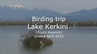 Birding trip Lake Kerkini  Greece [upl. by Allistir752]