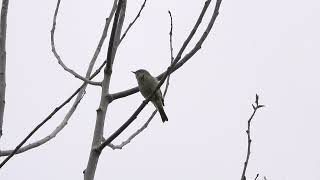 Chiffchaff still singing [upl. by Lebazi]