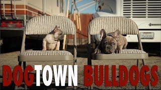 FRENCH BULLDOG KENNEL  DOGTOWN BULLDOGS [upl. by Koziel]