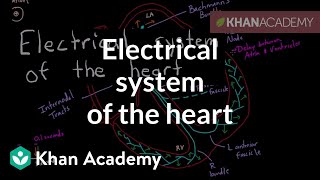 Electrical system of the heart  Circulatory system physiology  NCLEXRN  Khan Academy [upl. by Otilia]