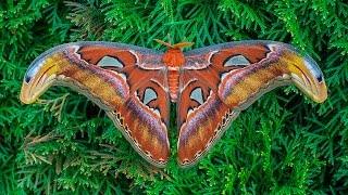 Attacus atlas moth development [upl. by Yattirb]