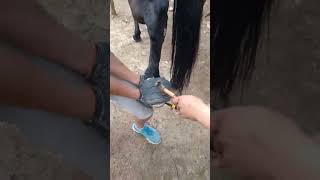 Mane Horse Shoe Nail Installation Process [upl. by Shawna340]