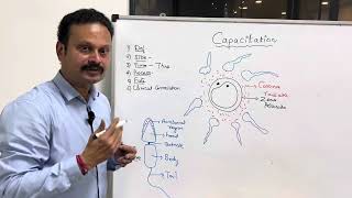 CAPACITATION  general embryology [upl. by Manas]