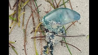 Alertan por quotagua malaquot en playas de Progreso [upl. by Irisa71]