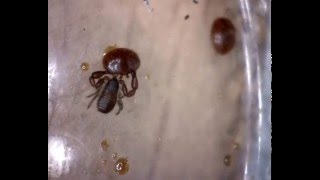 Pseudoscorpion vs varroa [upl. by O'Malley]