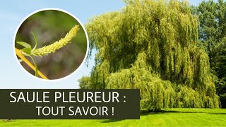 Saule pleureur  TOUT SAVOIR  Conseils de pépiniéristes [upl. by Ayahs]