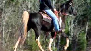 Smooth Classy Easy Gaited Tennessee Walker Trail Horse For Salewmv [upl. by Faires]