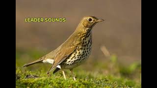 song thrush صوت السمن للصيد 🔥 [upl. by Morten]