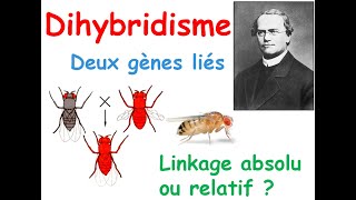 DihybridismeDeux gènes liéslinkage absolu ou relatif [upl. by Ahseki936]