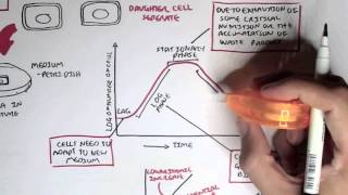 Microbiology  Bacteria Growth Reproduction Classification [upl. by Poock824]