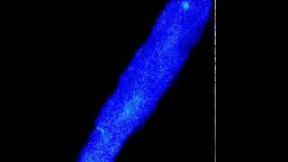 Spatiotemporal assessment of Ca2 sparks and waves in rat cardiomyocyte [upl. by Anelrahs378]