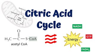 The Krebs Cycle Overview Animation Citric Acid or TCA Cycle [upl. by Laucsap992]