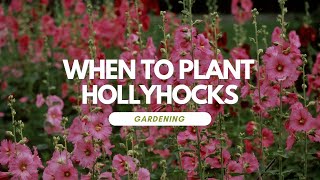 When To Plant Hollyhocks [upl. by Trinette]