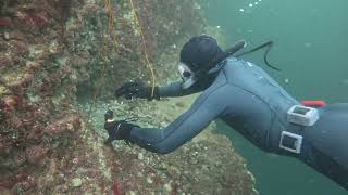 Free diving with Santiago and Octopus [upl. by Legnaleugim]