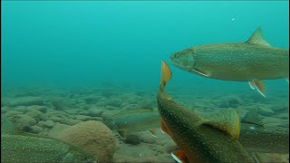 Fall Trout Fishing Adventure on Lake Superior Catch and Cook [upl. by Babby]