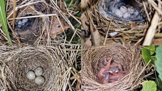 July Bird Nesting Walk Chiffchaff Garden Warbler and Whitethroat Nests  Updates and New Finds [upl. by Annaeed977]