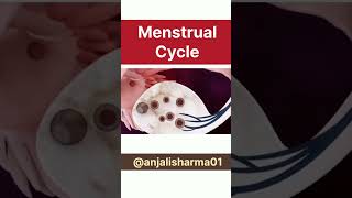 Menstrual cycle animation 🔥 must watch exams exampreparation examination neet [upl. by Fari]