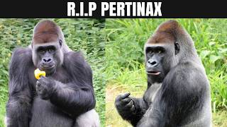 Rest in Peace Pertinax Celebrating the UKs Oldest Silverback Gorilla [upl. by Bronny]